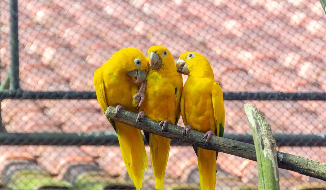 The Best Bird Care Products to Keep Your Parrot Clean, Stimulated, and Stress-Free